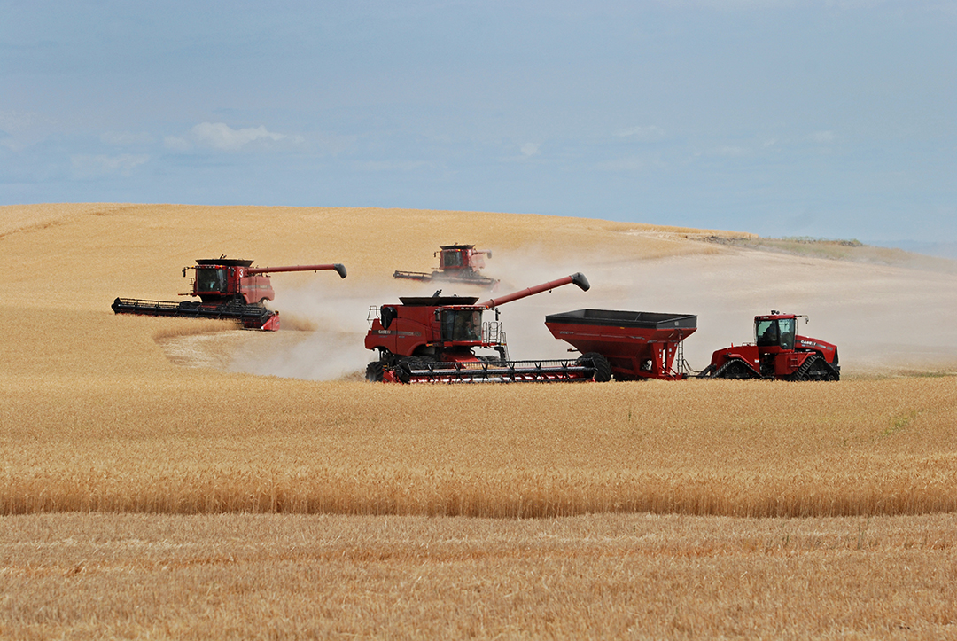 Several tractors in large wheat field during harvest