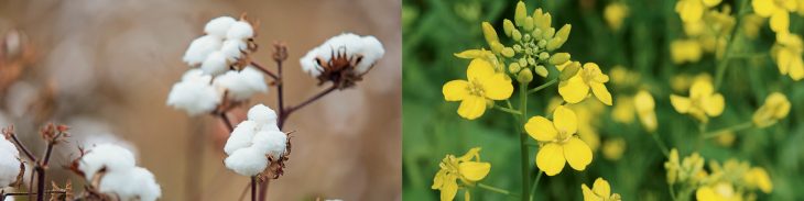 Side-by-side of flowering canola plant and canola flowers