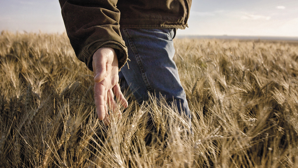 Man walking through wheat field and running hand through the wheat stalks
