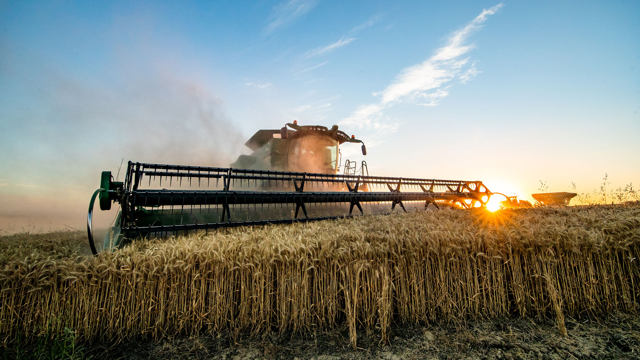 Combine harvesting wheat