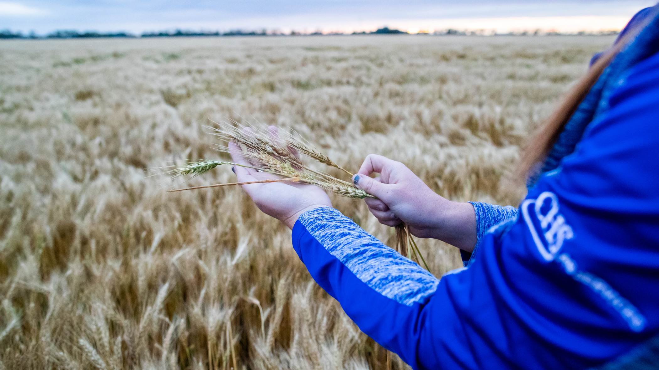 Woman holding wheat stalks in a hands