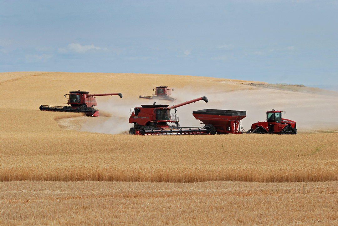 Several combines in large wheat field during harvest