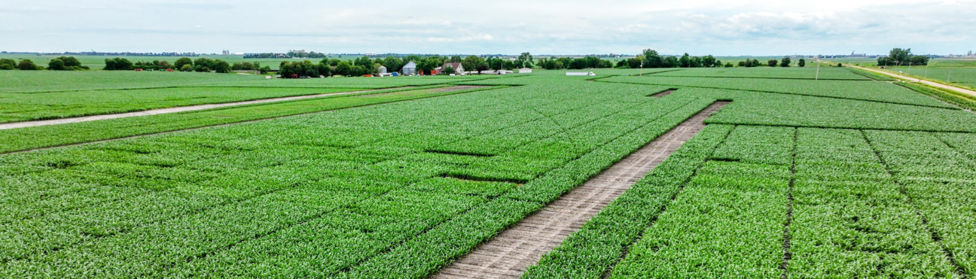 Rows of crops